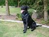 Labrador retriever Nykilde Sako