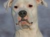 Dogo argentino Diva
