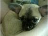 Chihuahua Carlo <3
