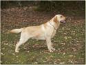 Labrador retriever Taslas Tomboy SÆLGES