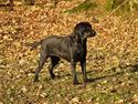 Labrador retriever Taslas little Tju-Tju
