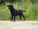 Labrador retriever Petit Deor's O'Mega