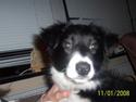 Border collie Star
