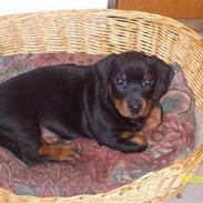 Rottweiler BoB  * R.I.P*