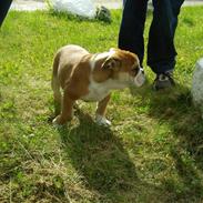 Engelsk bulldog Uffe Eric Cantona