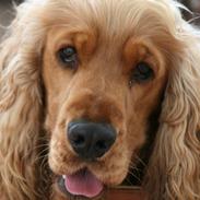 Cocker spaniel Aske