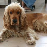 Cocker spaniel Aske