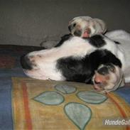 Blanding af racer Tulle