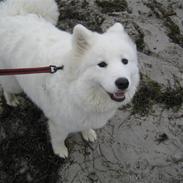 Samojedhund Tika