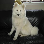 Samojedhund Tika