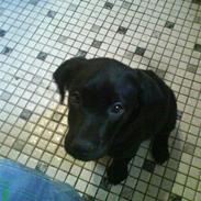 Blanding af racer tøsen<3