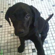 Blanding af racer tøsen<3