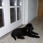 Blanding af racer Molly