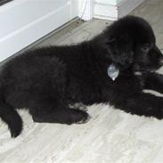 Blanding af racer Molly