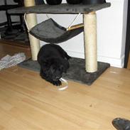 Blanding af racer Molly