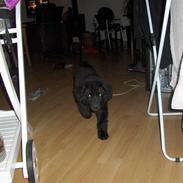 Blanding af racer Molly