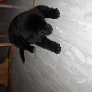 Blanding af racer Molly