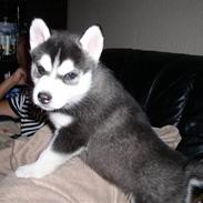 Siberian husky Balou (har Hvalpe)