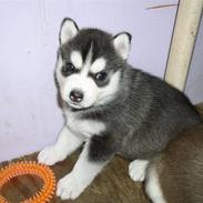 Siberian husky Balou (har Hvalpe)