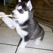 Siberian husky Balou (har Hvalpe)