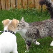 Blanding af racer Sun