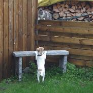 Blanding af racer Sun