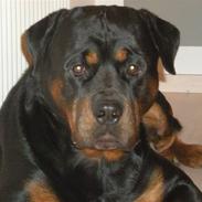 Rottweiler Spike