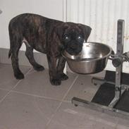 Blanding af racer Harley