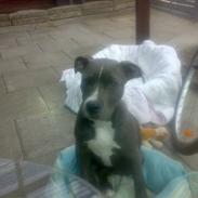 Amerikansk staffordshire terrier Banditten Nala..