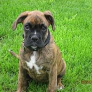 Boxer Molly