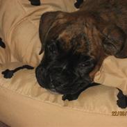 Boxer Molly