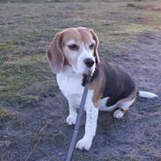 Beagle $ Mille $