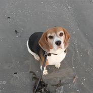 Beagle $ Mille $