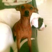 Prazsky krysarik Choco<3