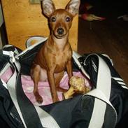 Prazsky krysarik Choco<3