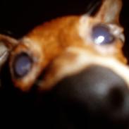 Prazsky krysarik Choco<3