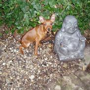 Prazsky krysarik Choco<3