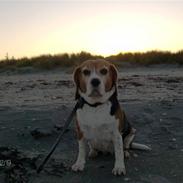 Beagle $ Mille $