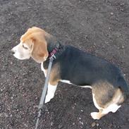 Beagle $ Mille $
