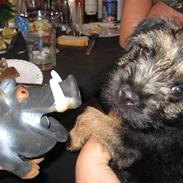 Border terrier Ziska