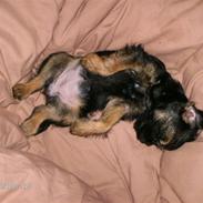 Border terrier Ziska