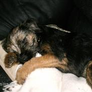 Border terrier Ziska