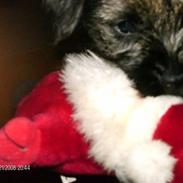 Border terrier Ziska