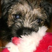 Border terrier Ziska