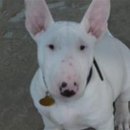 Bullterrier Arnold
