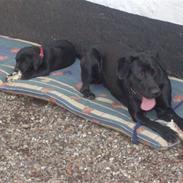 Labrador retriever Zindy