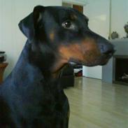 Dobermann Lucifer