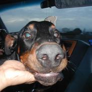Dobermann Lucifer