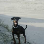 Dobermann Lucifer