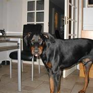 Dobermann Lucifer